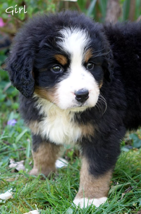 teddy bear love bernese mountain dogs
